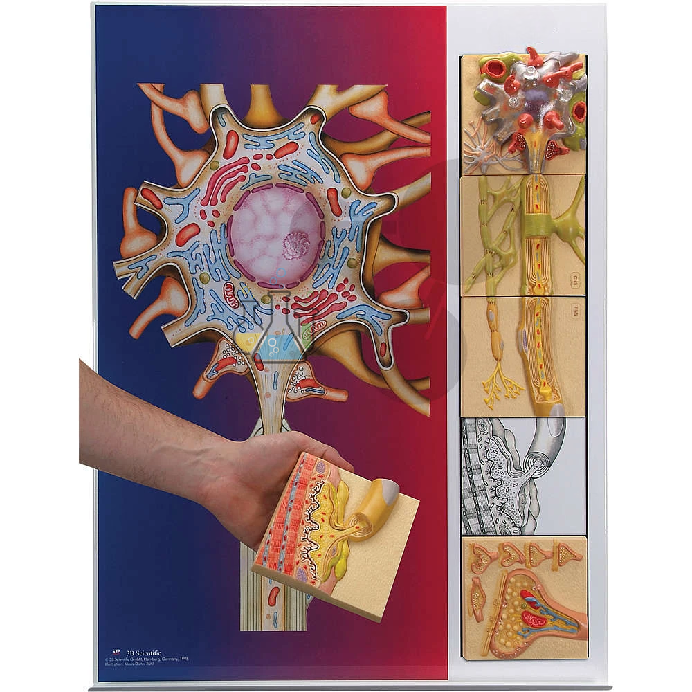 Structure of the Nerve